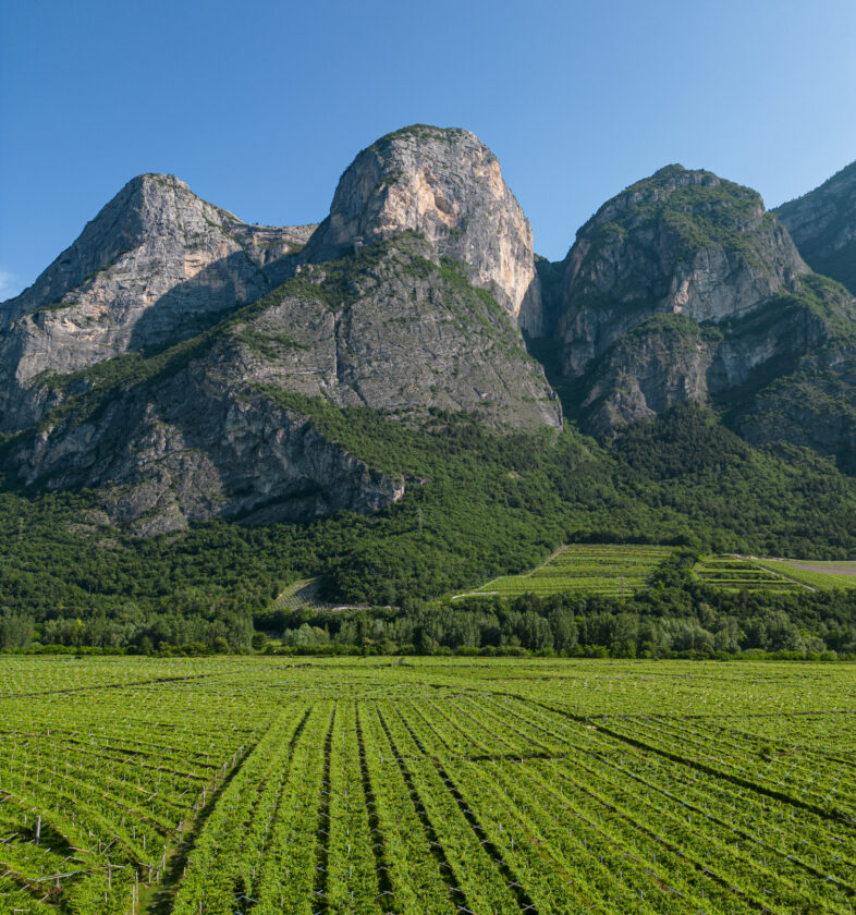 Vigenti Piana Rotaliana