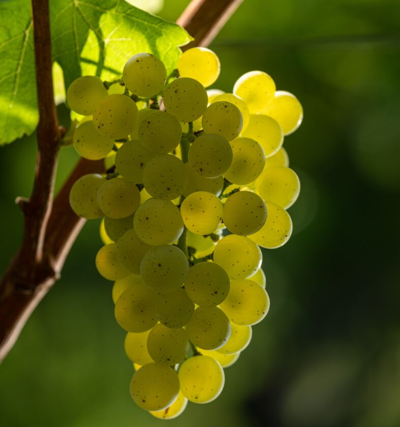 Sauvignon Blanc, Novaline