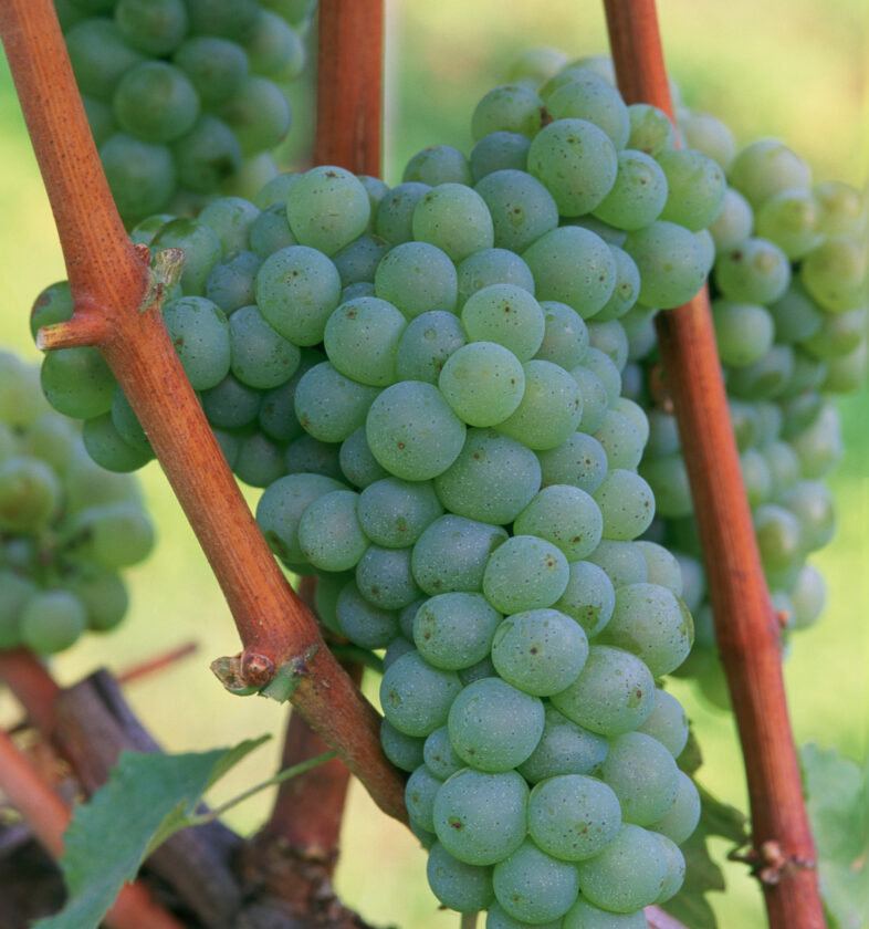 Sauvignon Toresella 2