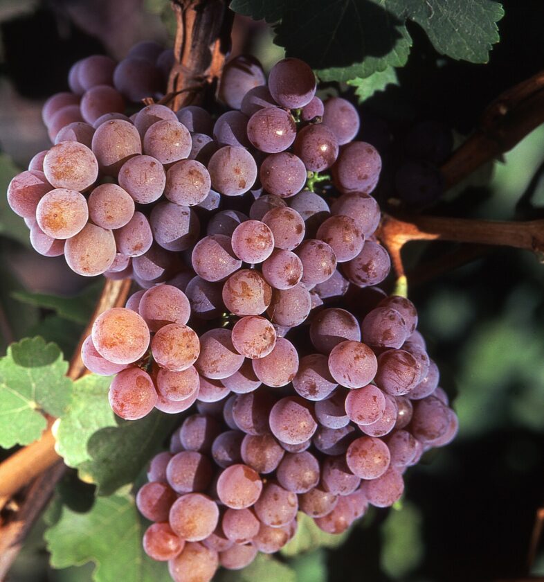 Traminer Ceolan (1)