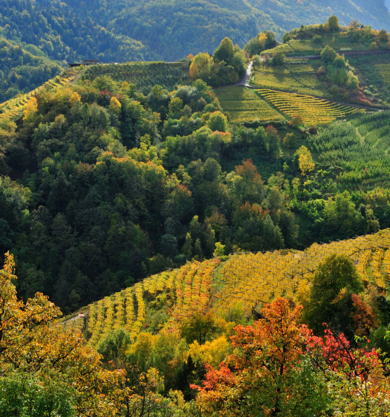 02 VALLE DI CEMBRA