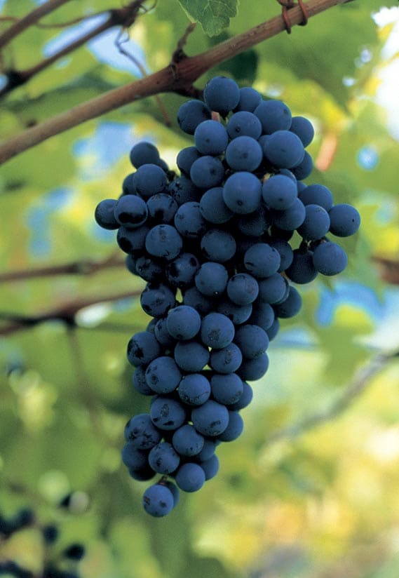 CabernetSauvignon