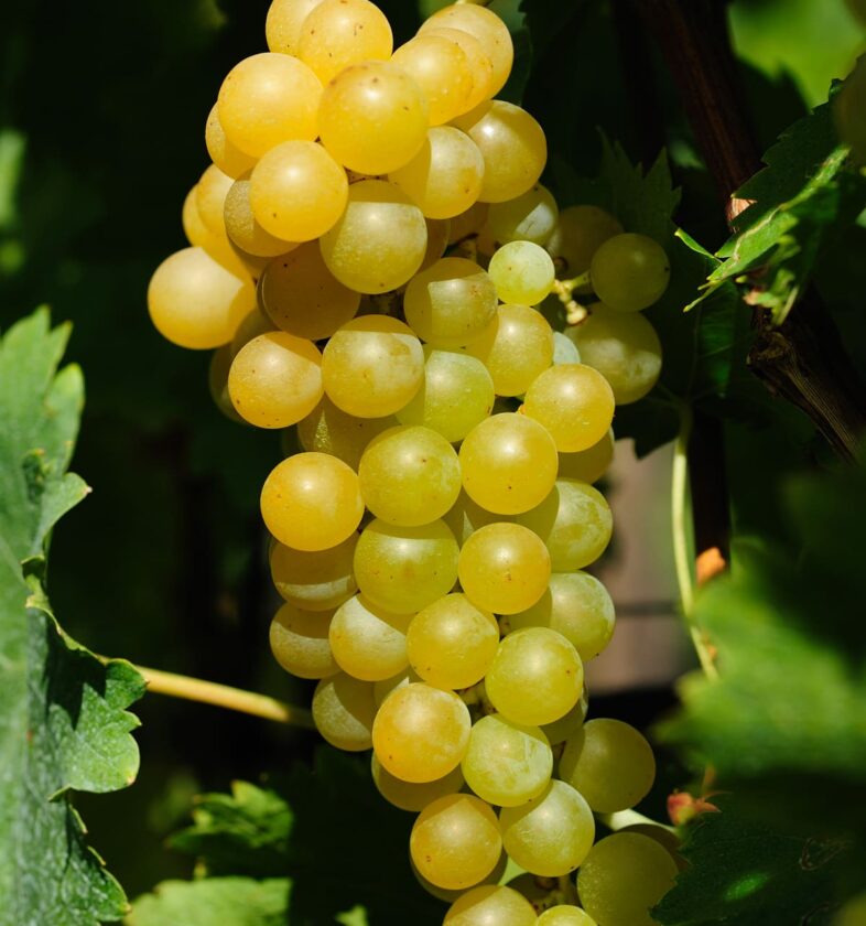 MOSCATO 4 (1) (1)
