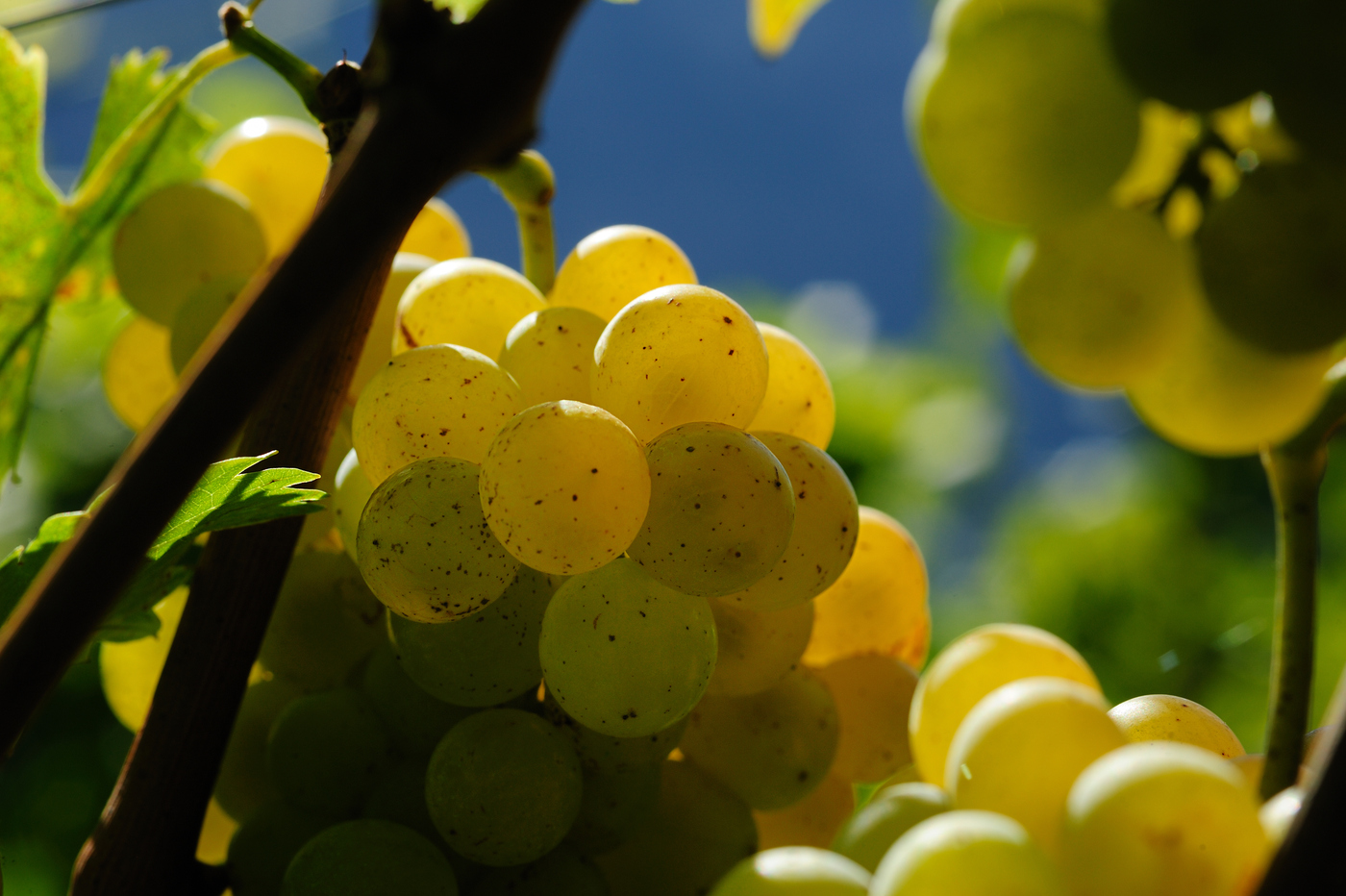 MOSCATO 8 (1)