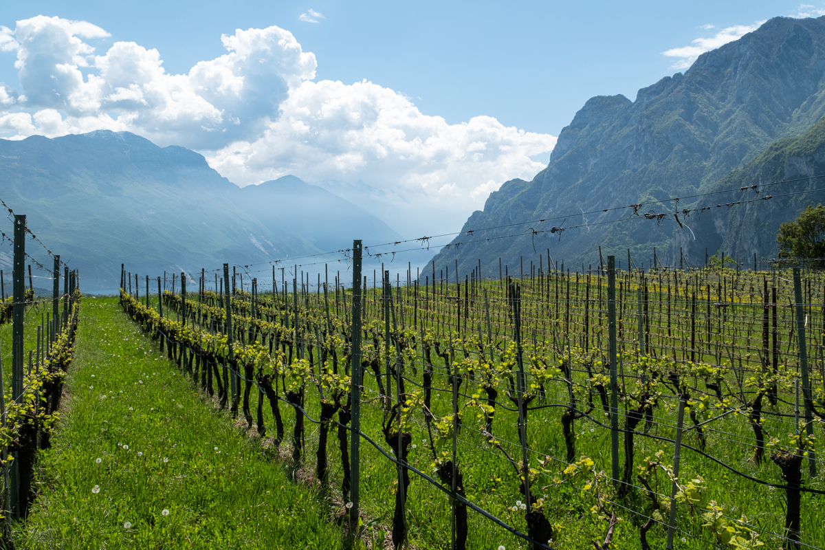 Vigneto Coltivato A Gujot Presso Tenno Sopra Il Lago Di Garda, Trentino