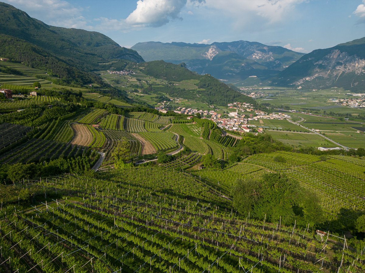 Vigneti Presso Pedersano, Vallagarina