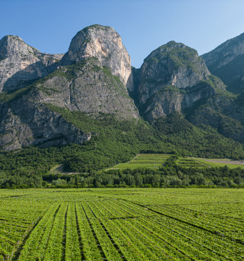 Vigenti Piana Rotaliana