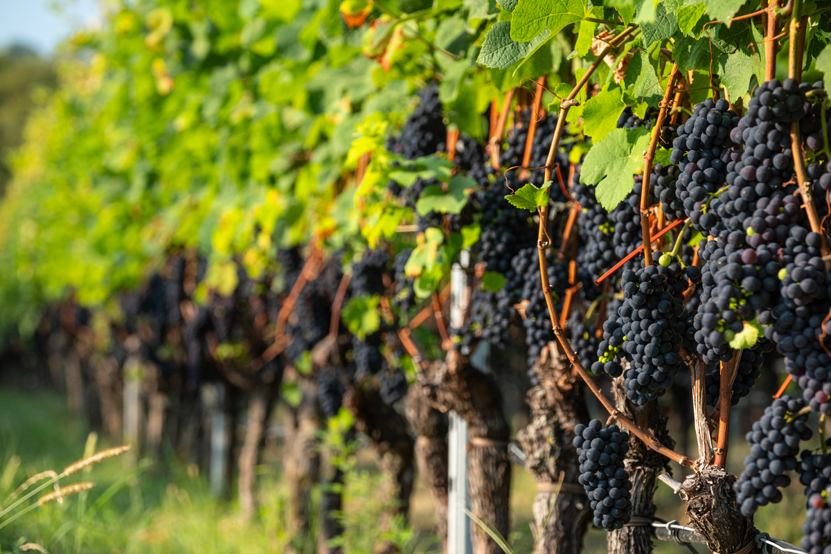 Vendemmia Pinot Nero, Besagno