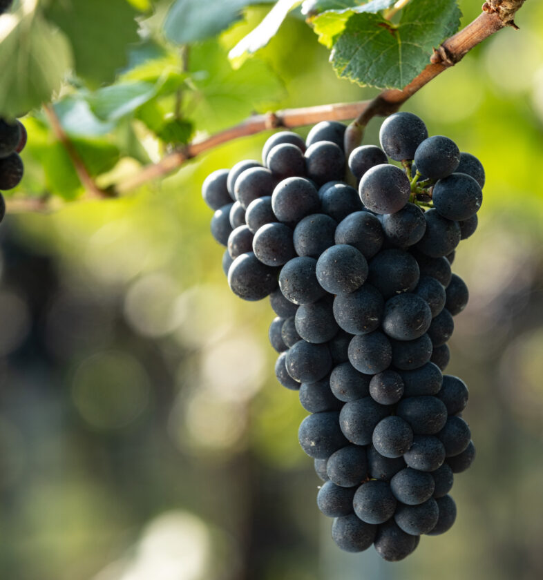 Vendemmia Pinot Nero, Besagno