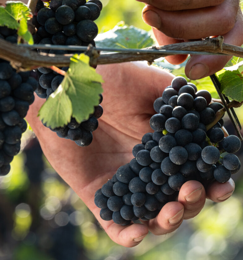 Vendemmia Pinot Nero, Besagno