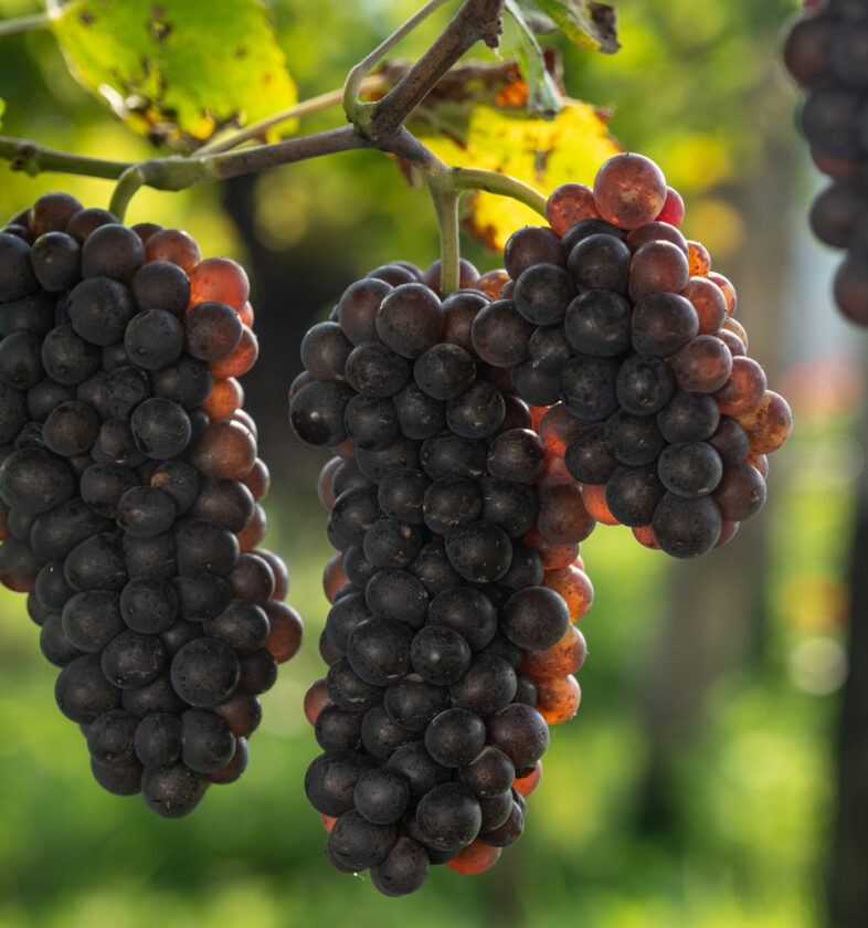 Pinot Grigio A Maso Toresella