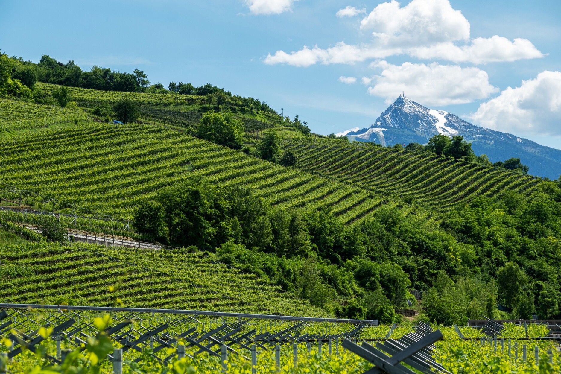 Collina Di Pressano