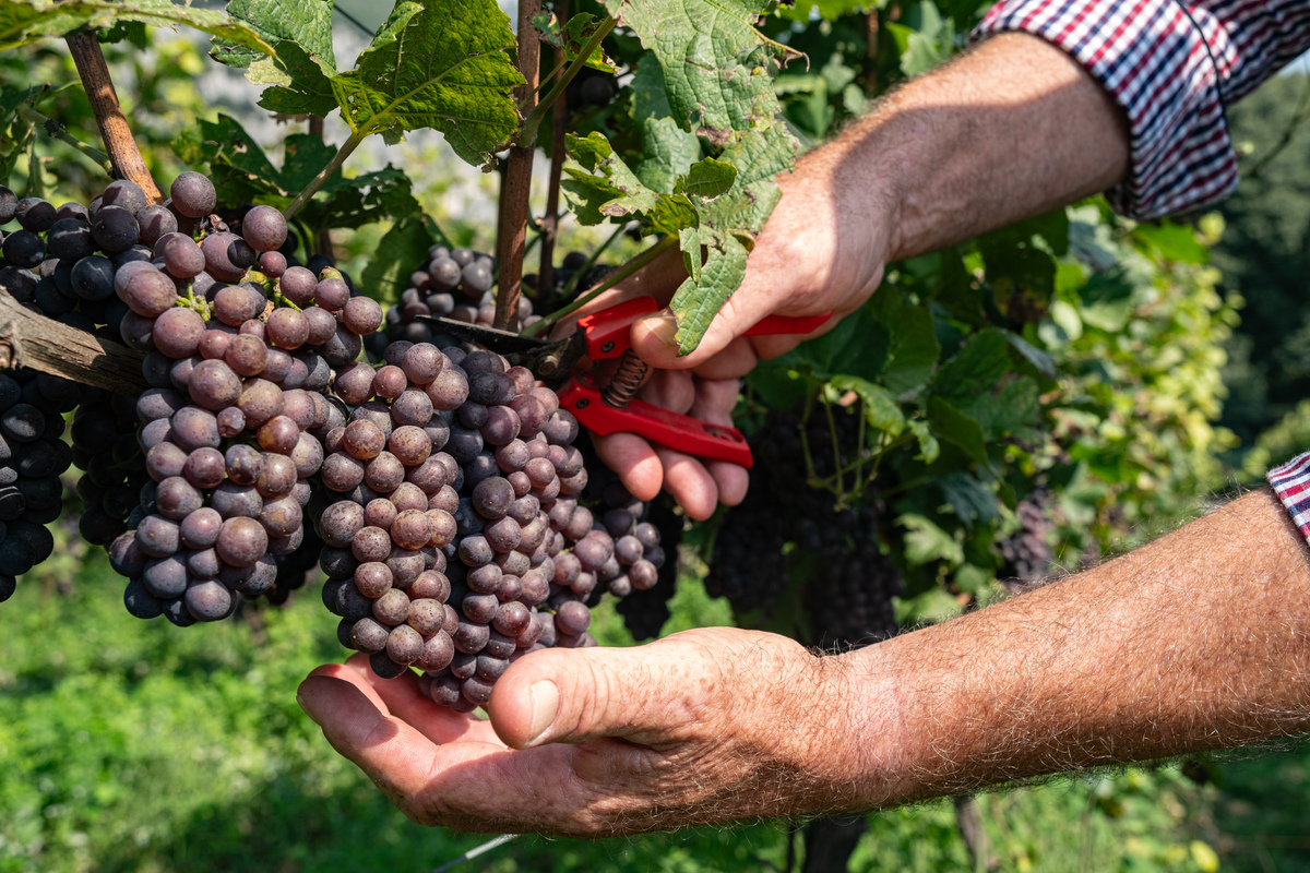 Pinot Grigio A Maso Toresella