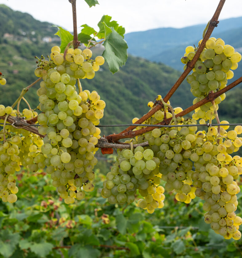 Muller, Val Di Cembra