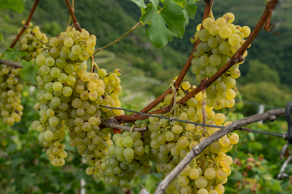 Muller, Val Di Cembra