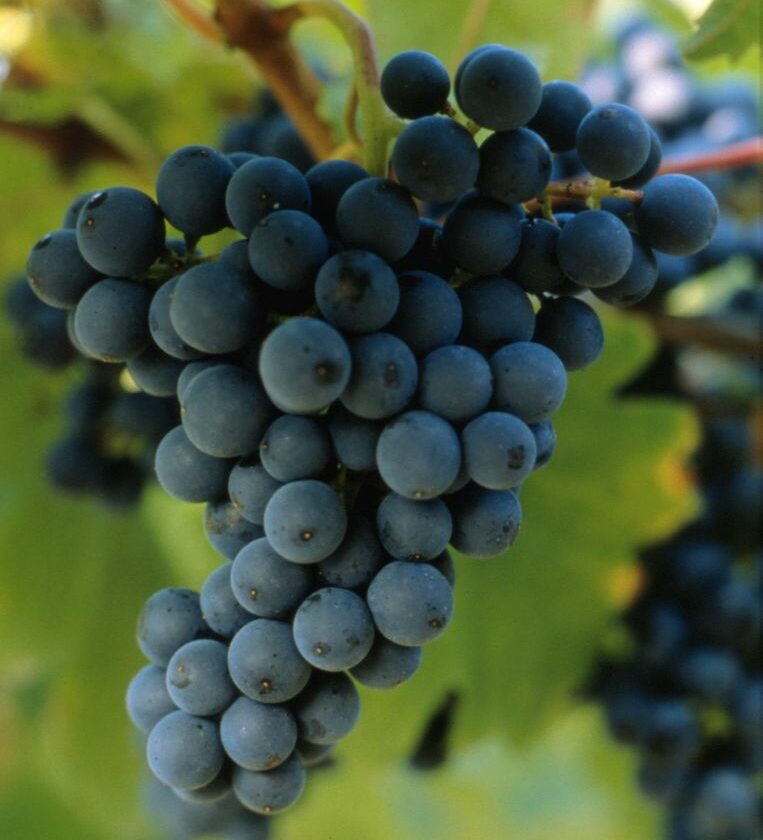 Merlot Prima