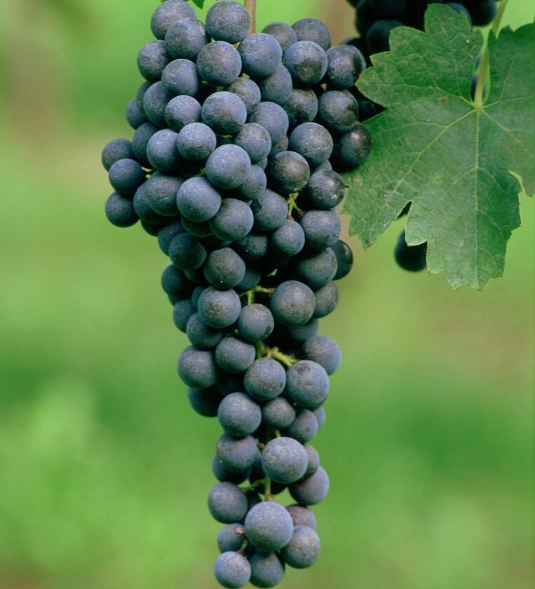 Merlot Seconda