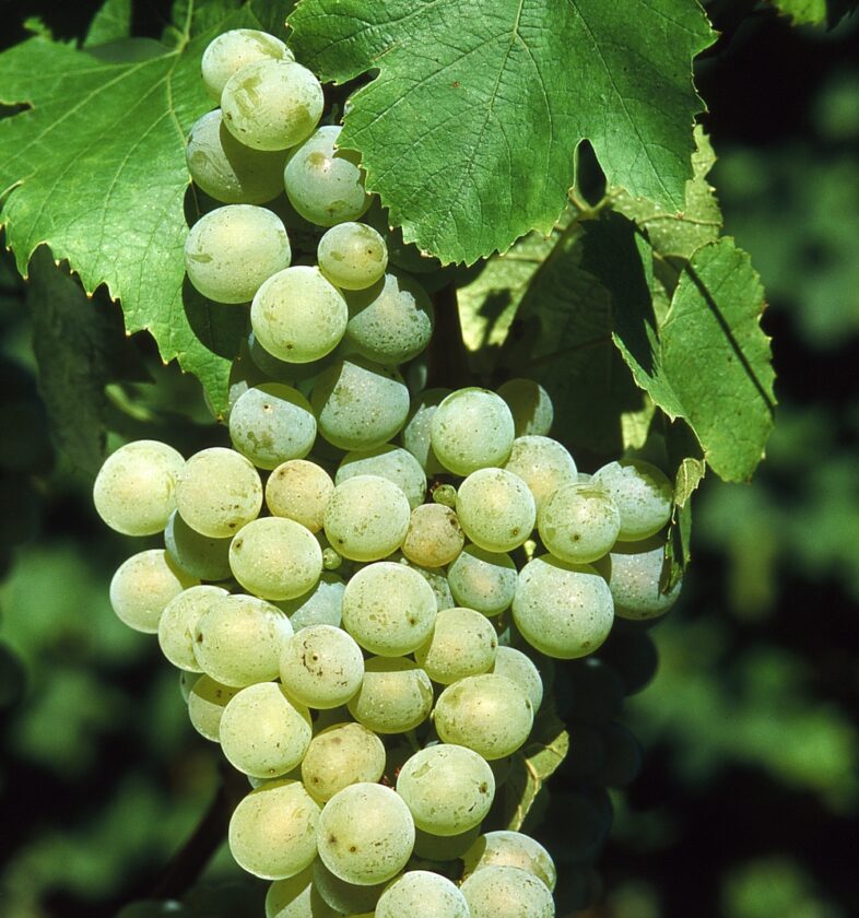 Müller Thurgau Ceolan (1)