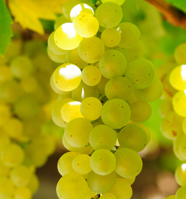 PINOT BIANCO 1 (1)
