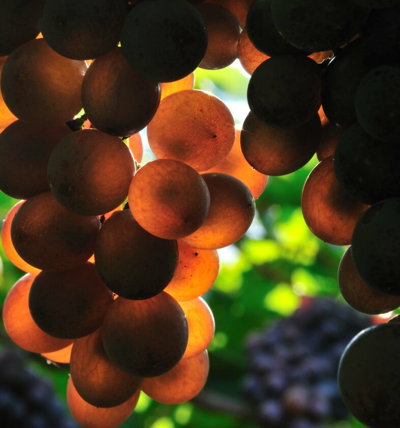 Pinot Grigio
