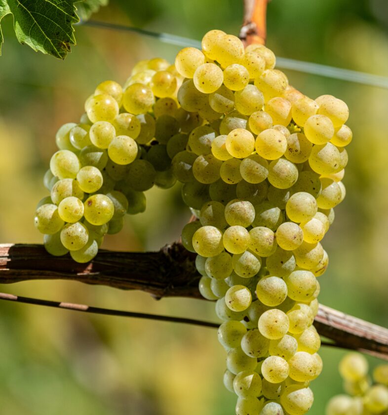 Grappoli Müller Thurgau