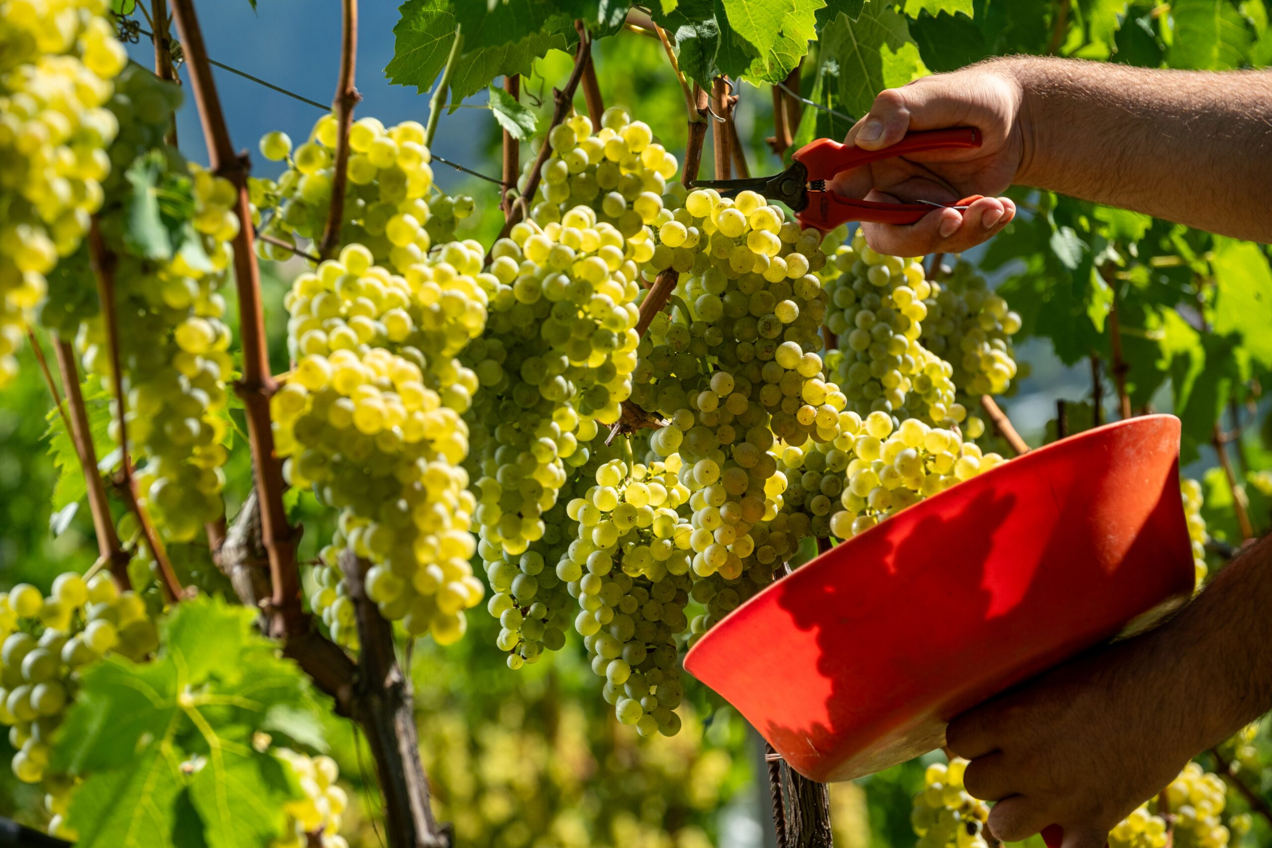 Vendemmia Müller 2026 (29)