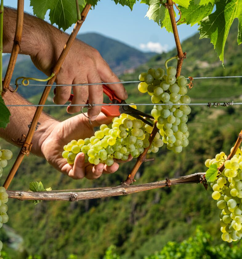 Grappoli Müller Thurgau
