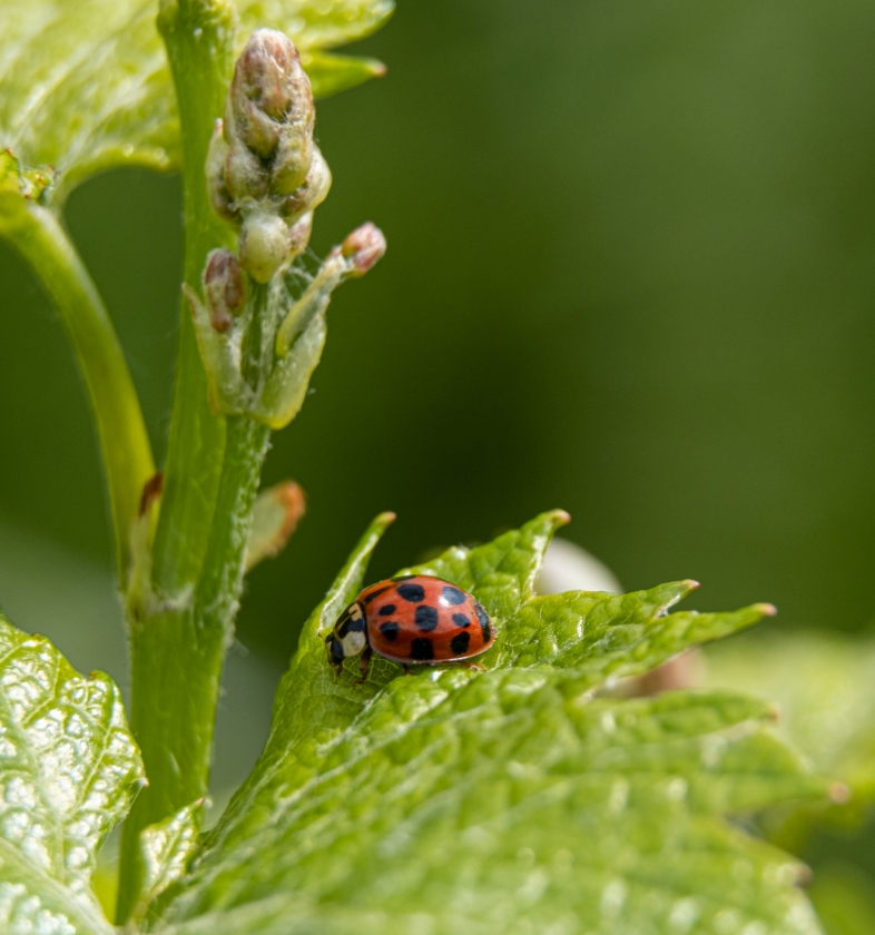Coccinella2
