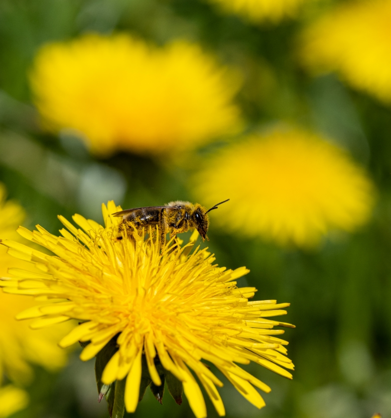 Fiore E Ape