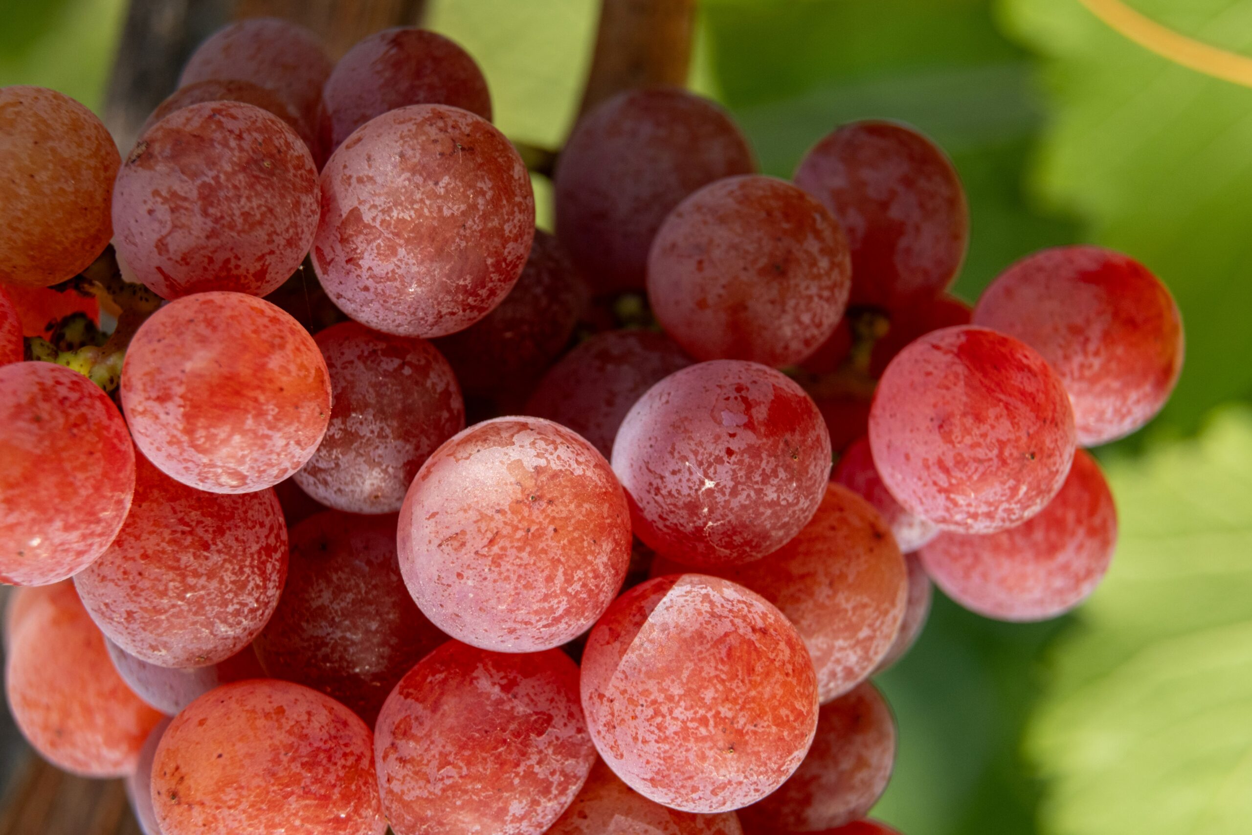 Traminer (12) Low